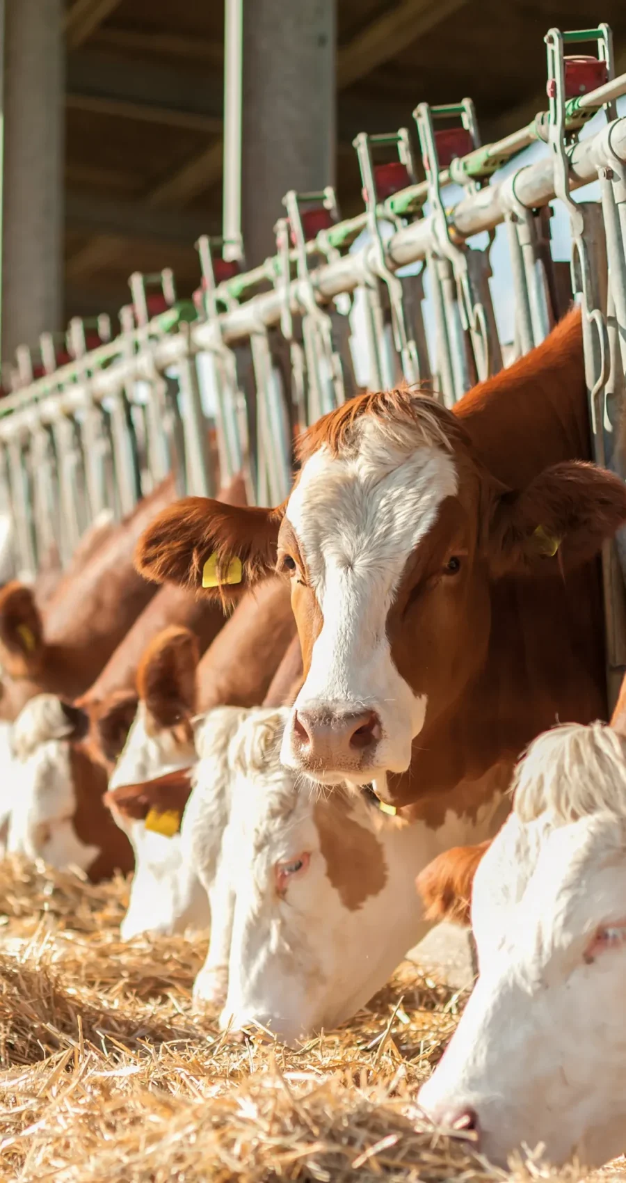 descubre mas sobre nosotros